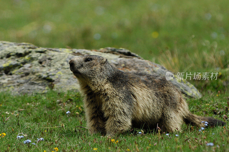 高山土拨鼠 (Marmota marmota)